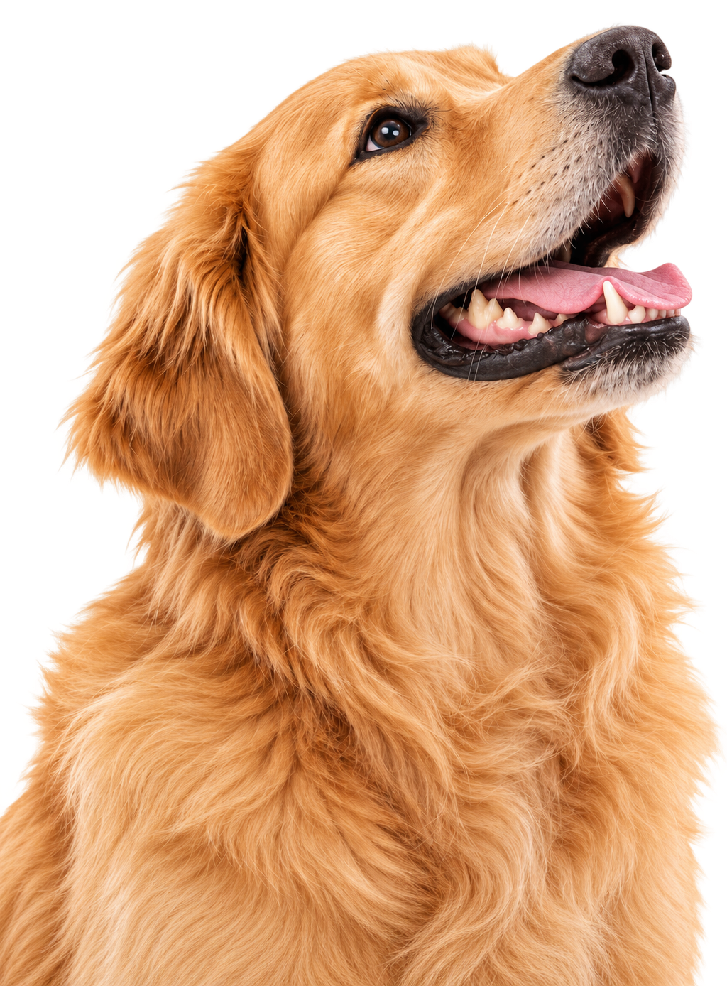 Perro golden retriever asomándose alegremente